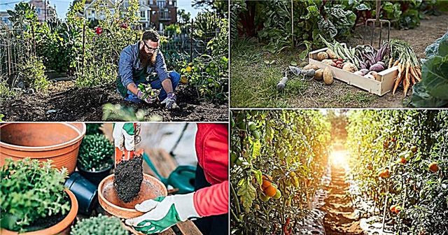 Hur man odlar en överlevnadsträdgård Bästa växter för Survival Garden