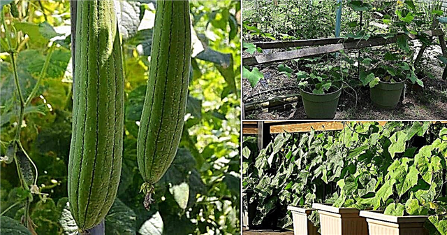 Odling av Luffa i behållare | Hur man odlar svampkalebass