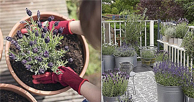 Menumbuhkan Lavender Dalam Pot | Cara Menumbuhkan Lavender dalam Wadah