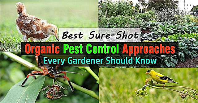 Најбољи приступи органске сузбијања штеточина које сваки баштован треба да зна