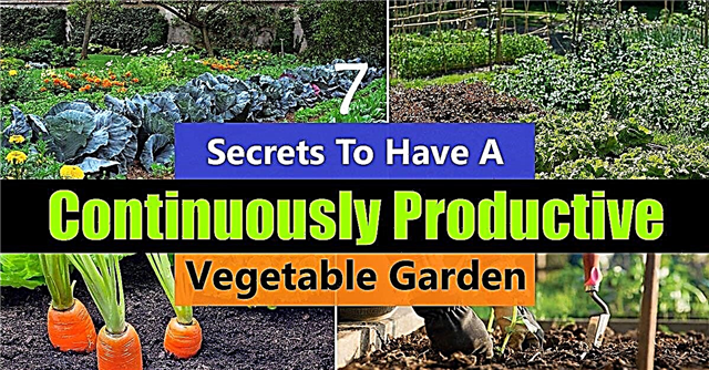 7 hemmeligheter for å ha en kontinuerlig produktiv grønnsakshage