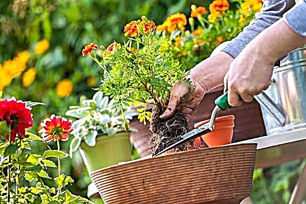 5 κοινά λάθη κηπουρικής Οι ιδιοκτήτες σπιτιού πρέπει να αποφεύγουν