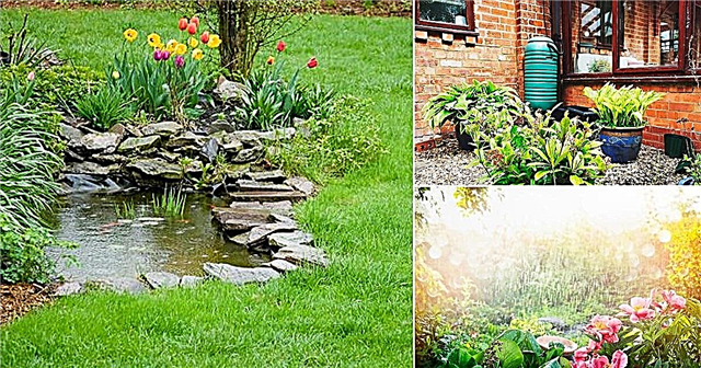 Cum să faci o grădină cu ploaie și beneficiile sale