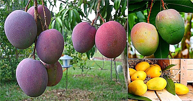 21 erityyppistä mangoa Paras mangolajike maailmassa