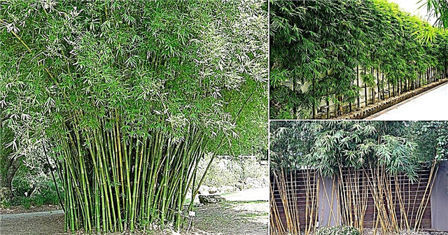 7 meilleurs bambous pour une haie + comment l'entretenir