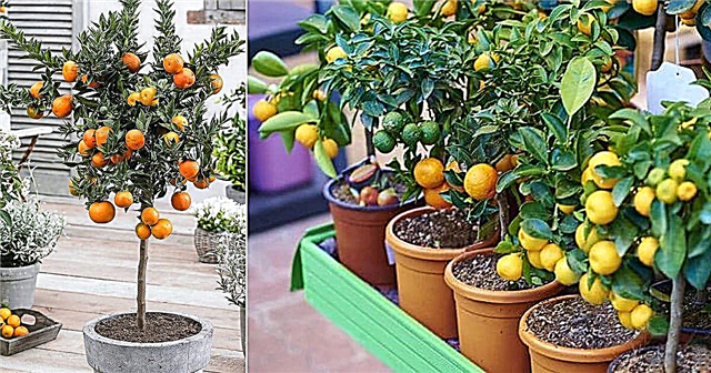 Kako gojiti pomarančno drevo v posodi Pomarančno drevo v loncu