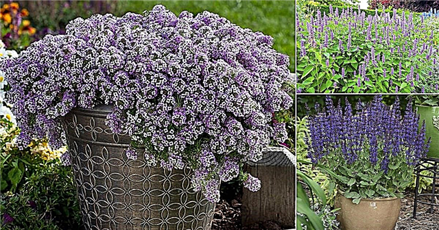 15 geriausių purpurinių gėlių Teksase | Violetiniai augalai Teksase