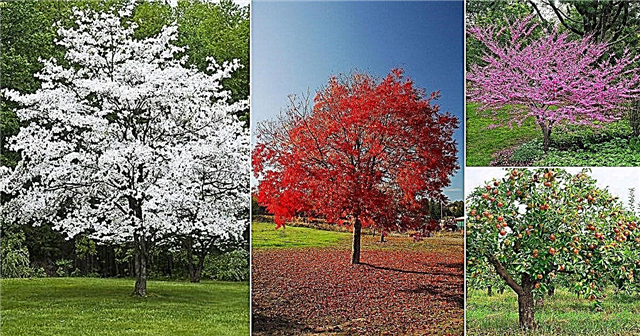 17 најбољих дрвећа за садњу у Грузији | Најчешћа дрвећа у Грузији