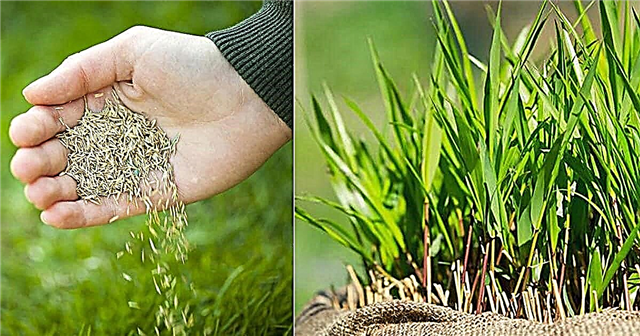 האם זרעי דשא משתבשים?