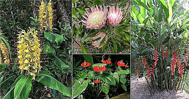 13 navn på hawaiiske blomster | Liste over hawaiiske blomster