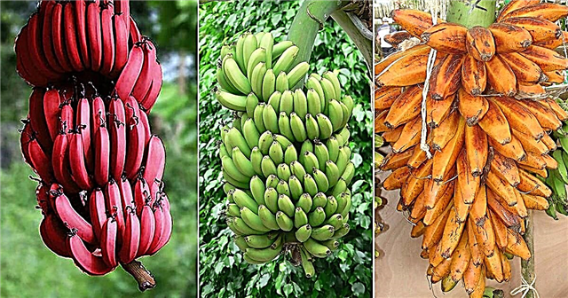 17 druhov banánov Rôzne odrody banánov