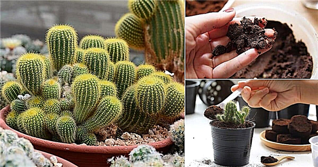 Nejlepší hnojivo pro kaktusy Jak často oplodnit kaktus