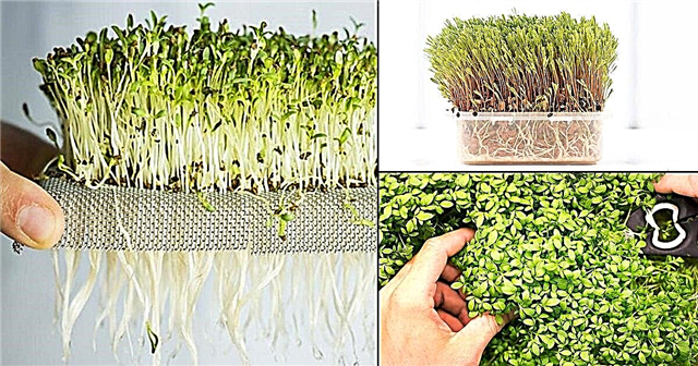 Kako gojiti mikro zelenje brez zemlje