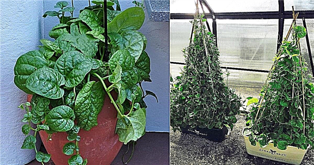 Wachsender Malabar-Spinat in Töpfen und Nutzen