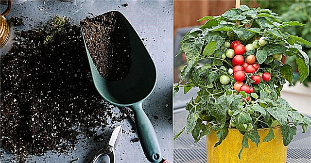 Melhor solo de envasamento para tomates | Melhor mistura de solo para tomates em vasos