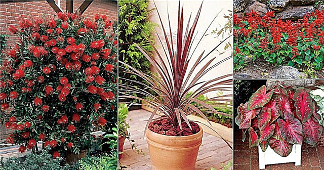 17 melhores plantas vermelhas na Flórida com fotos