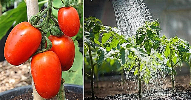 Kada saditi rajčice u Gruziji | Najbolji rajčice za uzgoj u Georgiji