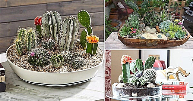14 ιδέες κήπων πιάτων DIY Cactus