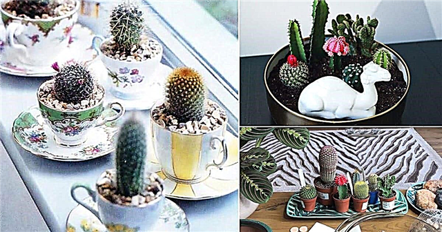 20 de idei de grădină de cactus DIY Cum să construiești o grădină Cactus