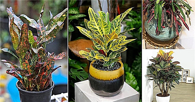 20 rôznych typov krotónov Najlepšie odrody Croton s fotografiami