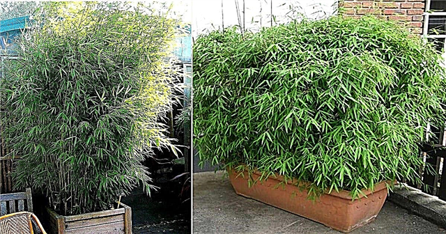 Bambuse kasvatamine pottides | Parim bambusest konteinerites kasvamine