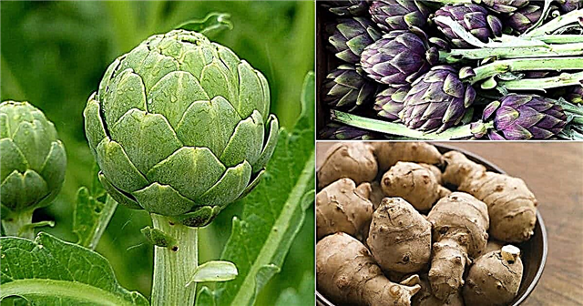 15 סוגי ארטישוקים | זני צמח הארטישוק הטובים ביותר