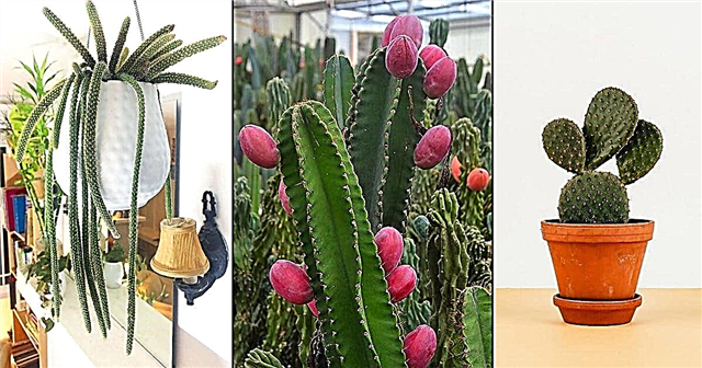 11 priljubljenih vrst kaktusov, ki jih lahko preprosto gojite