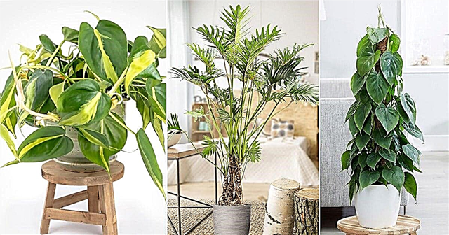 Φροντίδα φυτών Philodendron | Καλλιέργεια Philodendron σε εσωτερικούς χώρους