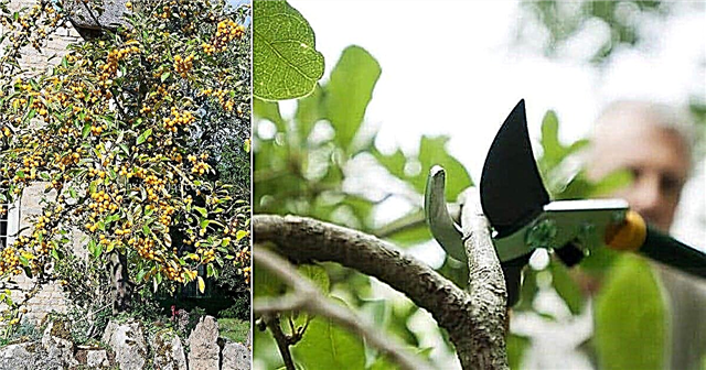 Pokok Epal Ketam Pemangkasan | Cara Memangkas Pokok Epal Ketam