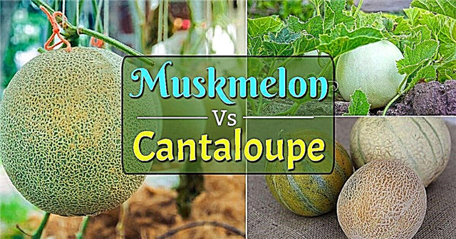 Muskmelon vs แคนตาลูป | ความแตกต่างระหว่าง MuskMelon และ Cantaloupe