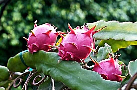 Sådan dyrkes dragonfrugt Voksende Dragonfruit (Pitaya)