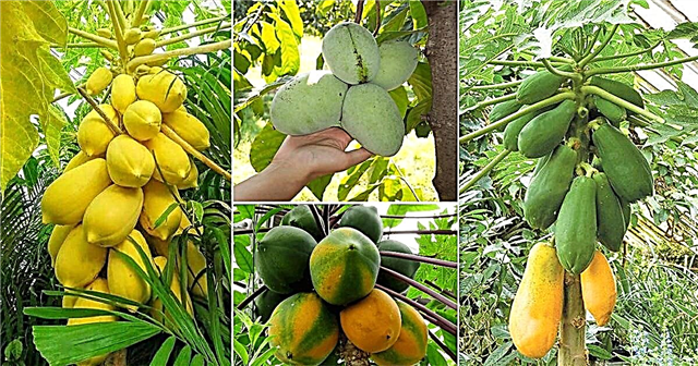 14 erinevat tüüpi papaiad | Parim maitsmine papaiasordiga