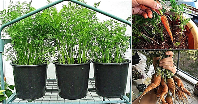 Morcovi în creștere pe balcon | Plantarea morcovilor în containere