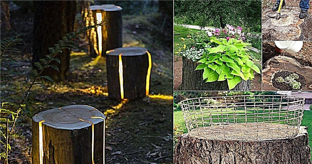 11 điều sáng tạo để làm với gốc cây