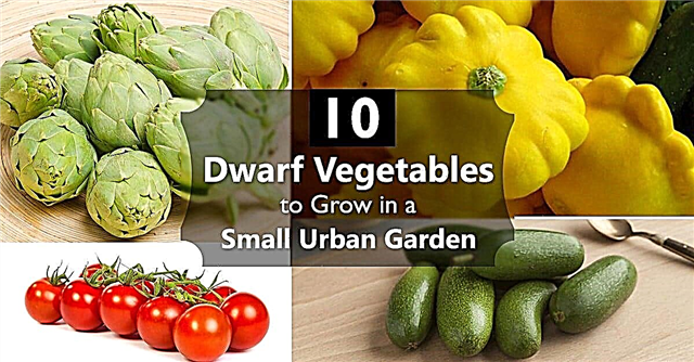 10 verduras enanas para cultivar en un pequeño huerto urbano