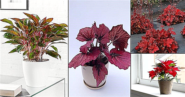15 pôsobivých červených vnútorných rastlín Izbové rastliny s červenými listami