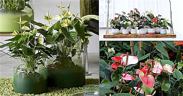 Soins des plantes Anthurium | Comment prendre soin de l'anthurium