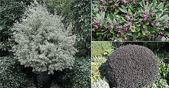 13 най-добри сортове Pittosporum | Видове растения Pittosporum