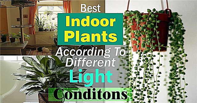 Melhores plantas de interior de acordo com diferentes condições de luz