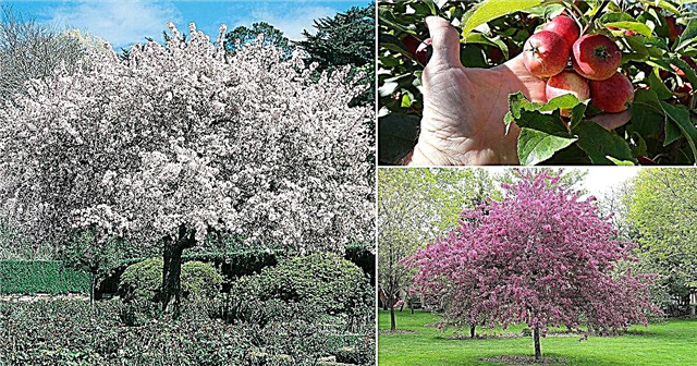 Καβούρι Apple Tree Care | Οδηγίες φύτευσης δέντρων καβουριών