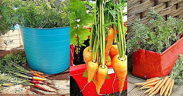 Anbau von Karotten in Behältern: Wie man Karotten in Töpfen anbaut