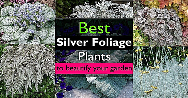 Las mejores plantas de follaje plateado para embellecer su jardín