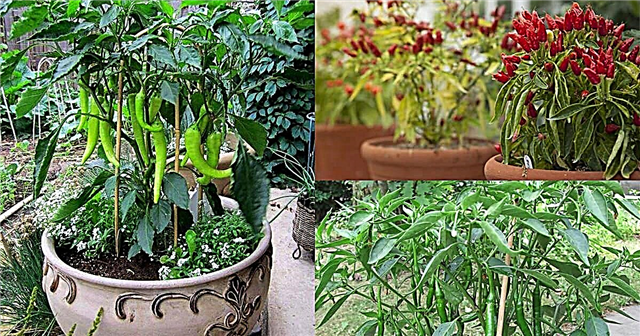 Odling av het paprika i behållare | Hur man odlar chilipeppar i krukor