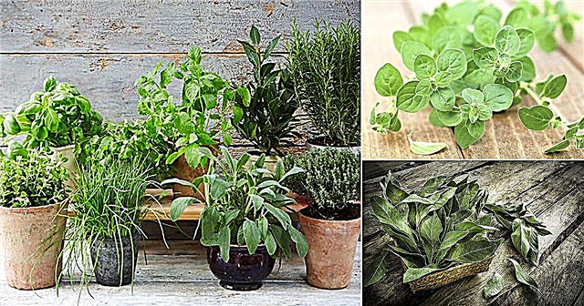 Cara Menumbuhkan Kebun Herbal Italia | 8 Herbal Italia Terbaik