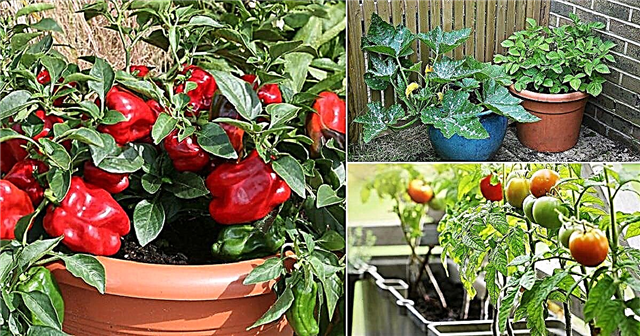 8 bästa sommargrönsaker att odla i krukor | Sommargrönsaksträdgård
