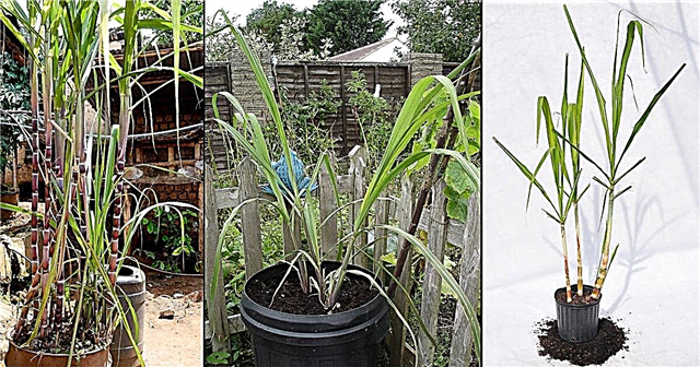 Sådan dyrkes sukkerrør i potter Sådan plantes en sukkerrør