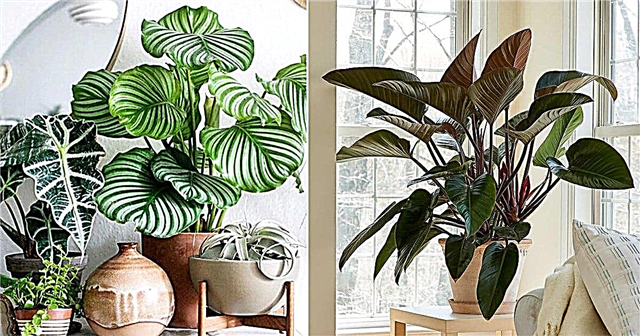 13 najlepších izbových rastlín s veľkými listami Izbové rastliny s veľkými listami