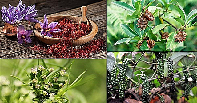 16 korení, ktoré môžete pestovať v kvetináčoch Pestovanie korenia doma