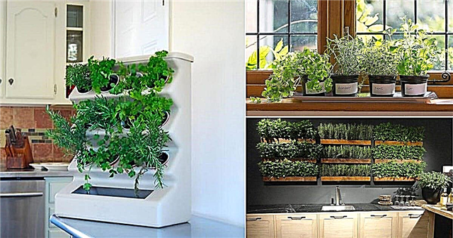 20 أفكار مطبخ داخلي للحدائق | حديقة الأعشاب في المطبخ