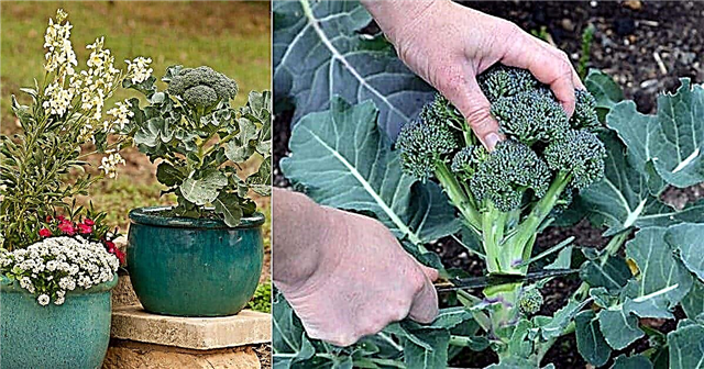 Gojenje brokolija v loncih | Kako gojiti brokoli v lončkih